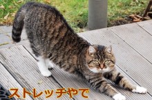 ストレッチする猫