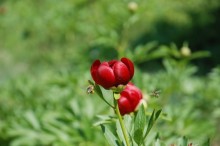 peony