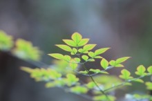 葉っぱ