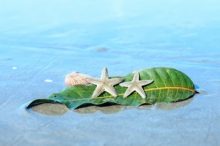 砂浜とヒトデ