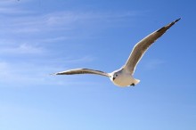 空を飛ぶ鳥