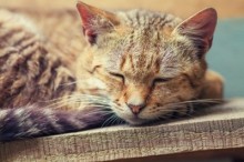 眠る猫