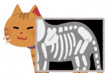 猫のレントゲン