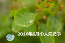 雨露ののった葉