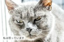 怒る猫