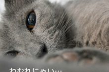 眠れない猫