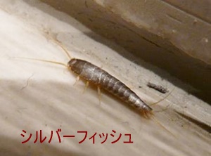 虫を寄せつけない家にする7つのポイント できるだけ自然な方法を使います