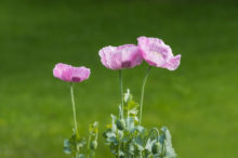 ピンクのケシの花
