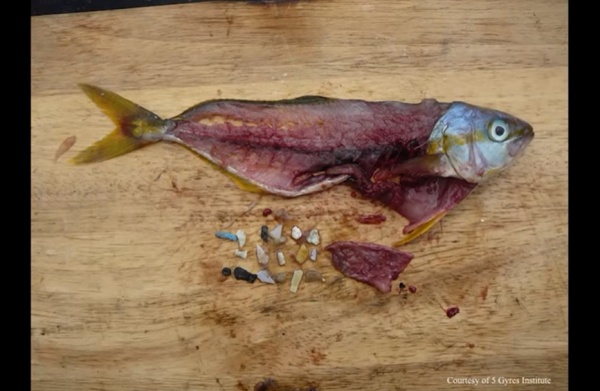 プラスチックを食べた魚