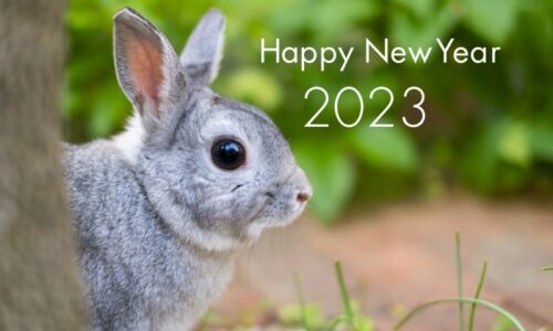 2023年の干支のウサギ