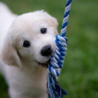 子犬