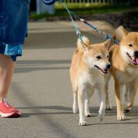 犬の散歩
