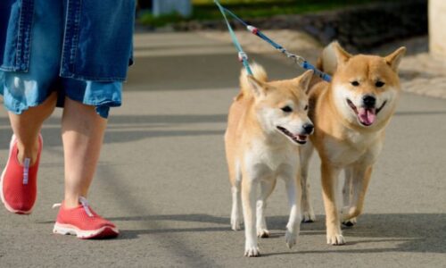 犬の散歩