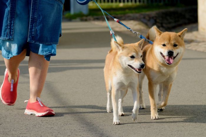 犬の散歩