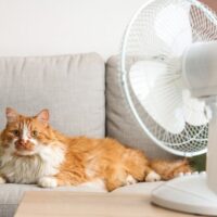 扇風機に当たる猫
