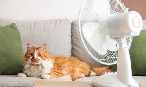 扇風機に当たる猫