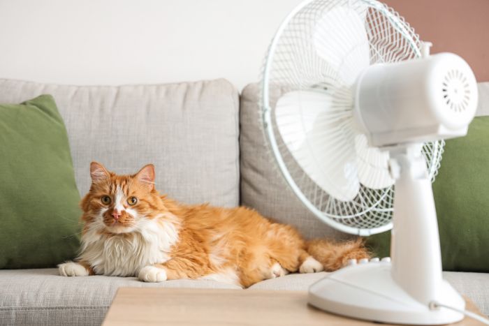 扇風機に当たる猫